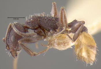 Media type: image;   Entomology 16358 Aspect: habitus lateral view